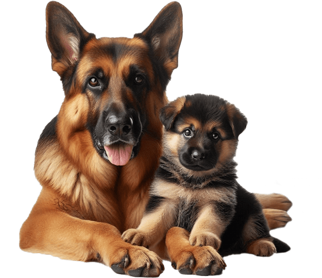 dog_img_01