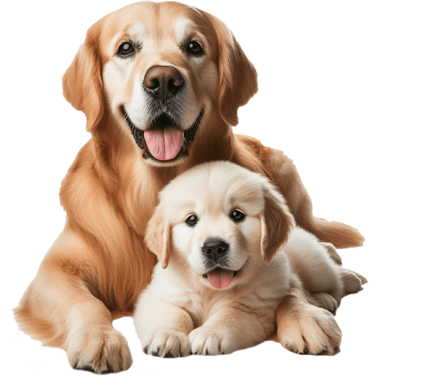 dog_img_02b